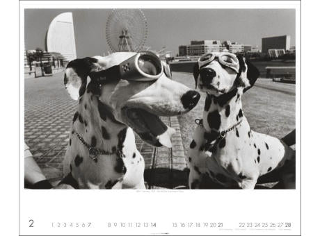 Magnum Photos - Elliott Erwitt