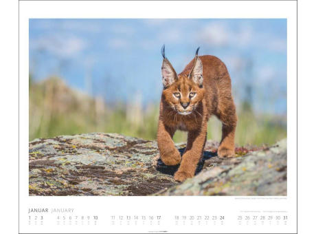 African Wildlife