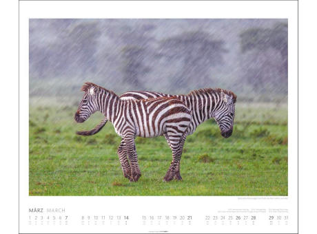 African Wildlife