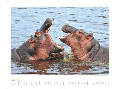 African Wildlife