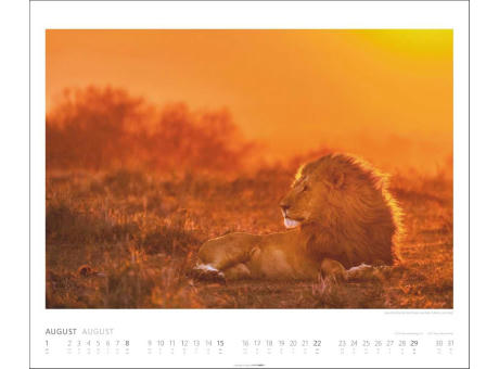 African Wildlife