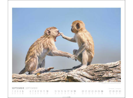 African Wildlife