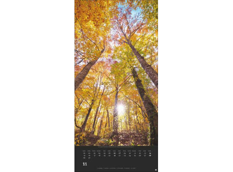 AvH Colourful Nature