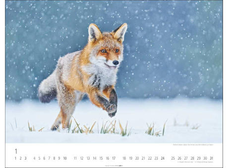 Heimische Wildtiere