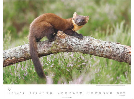 Heimische Wildtiere
