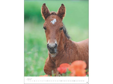 Pferde Classics Posterkalender