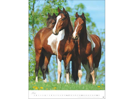 Pferde Classics Posterkalender