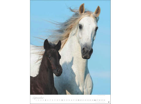 Pferde Classics Posterkalender