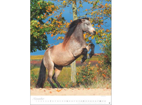 Pferde Classics Posterkalender