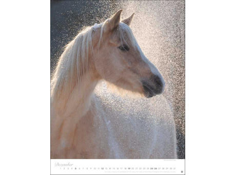 Pferde Classics Posterkalender