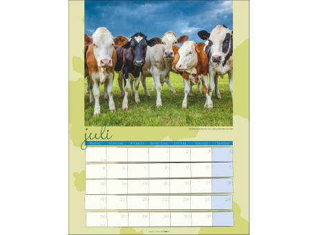 Kuh Kalender