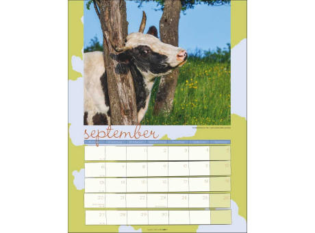 Kuh Kalender