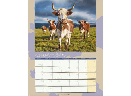 Kuh Kalender