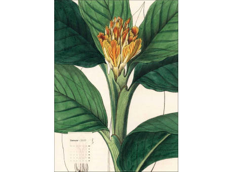 Botanicals