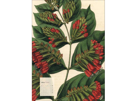 Botanicals