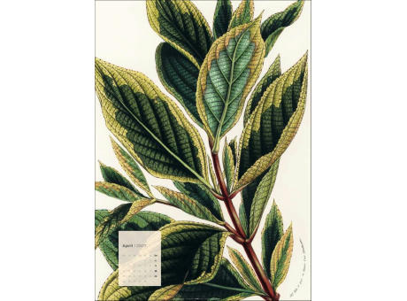 Botanicals