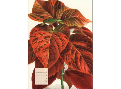 Botanicals