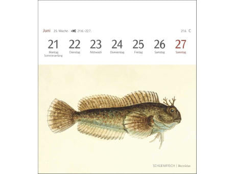 Fische Postkartenkalender