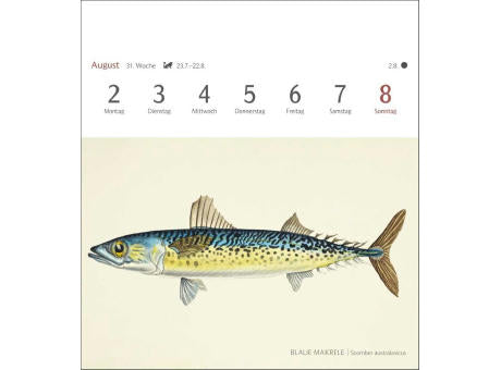 Fische Postkartenkalender