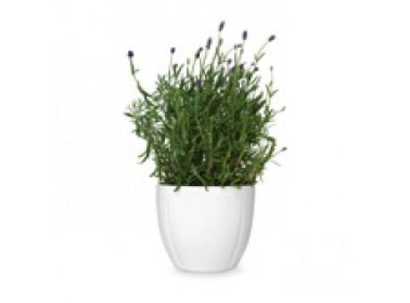 Rosendahl Grand Cru Übertopf Ø16cm weiss