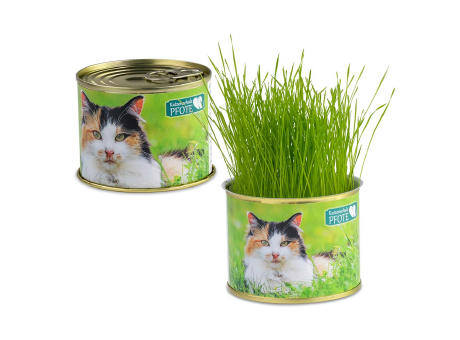 Katzen-Gras