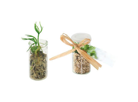Mini-Glasshouse Fichte