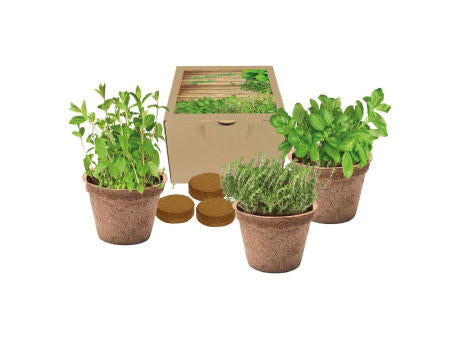 Kokos-Pflanz-Set Italienische Küche