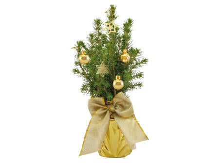 Gold-Bäumchen 20-30 cm