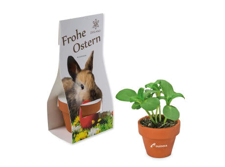 Logo-Töpfchen Überreichverpackung mit Samen - Ostern - Eierbaumsamen