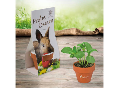 Logo-Töpfchen Überreichverpackung mit Samen - Ostern - Eierbaumsamen